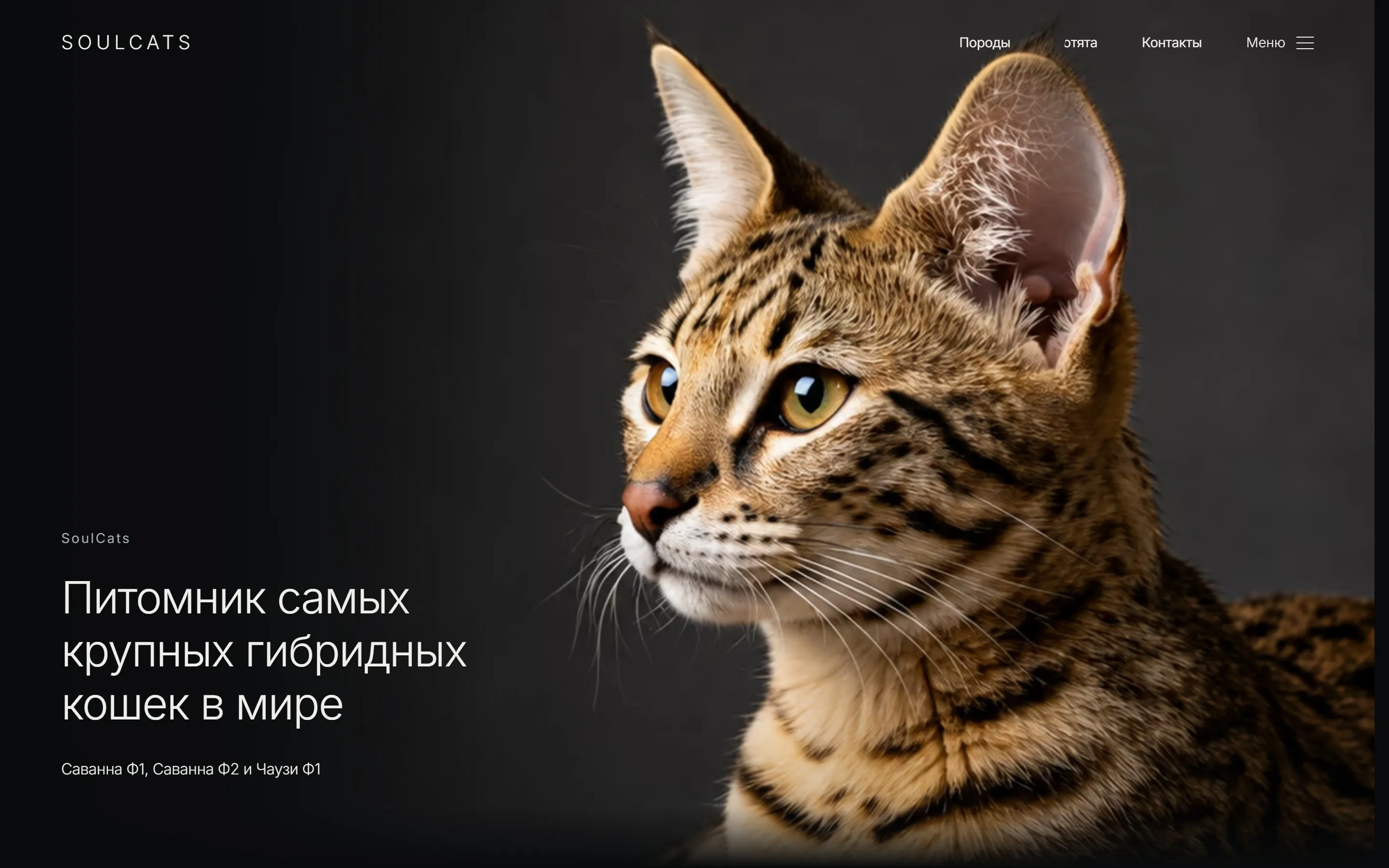 Каталог питомника SoulCats — первый экран